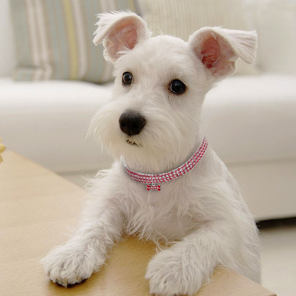 Collar de perro con cristales brillantes, correa para perros pequeños, medianos y gatos.