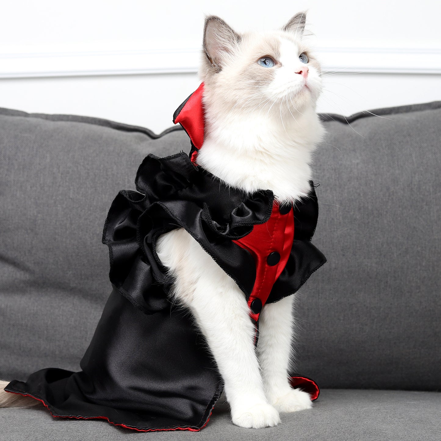 Disfraz de transformación de vampiro de Halloween de gato; Hermoso traje para tu mascota, perro pequeño o gatos