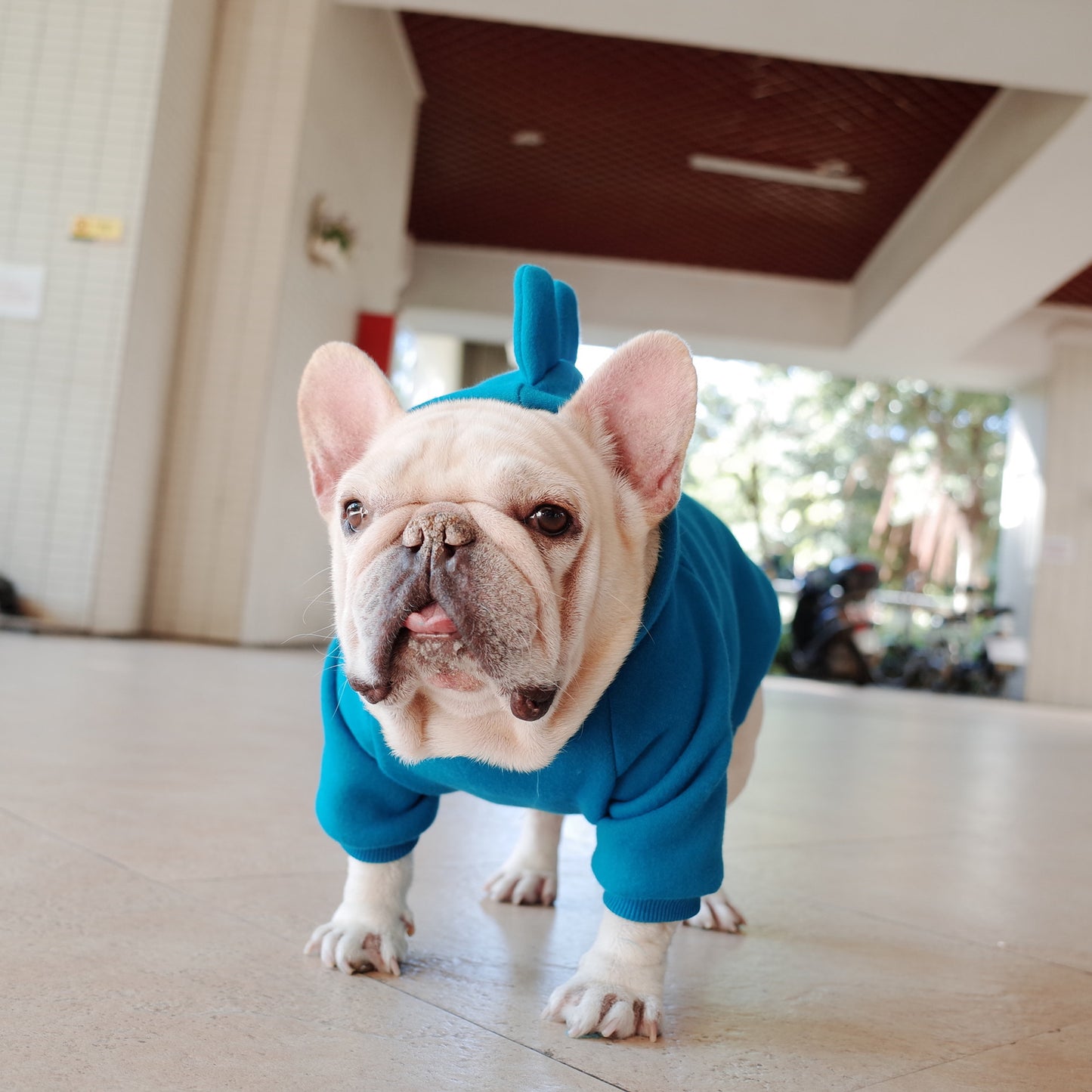 Ropa de Invierno para Perros y Gatos – Hoodie Sólido de Vellón