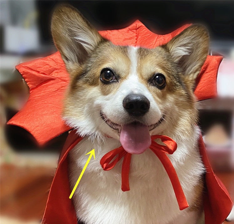 Disfraz de mascota de Halloween, capa de Halloween, Rey Vampiro