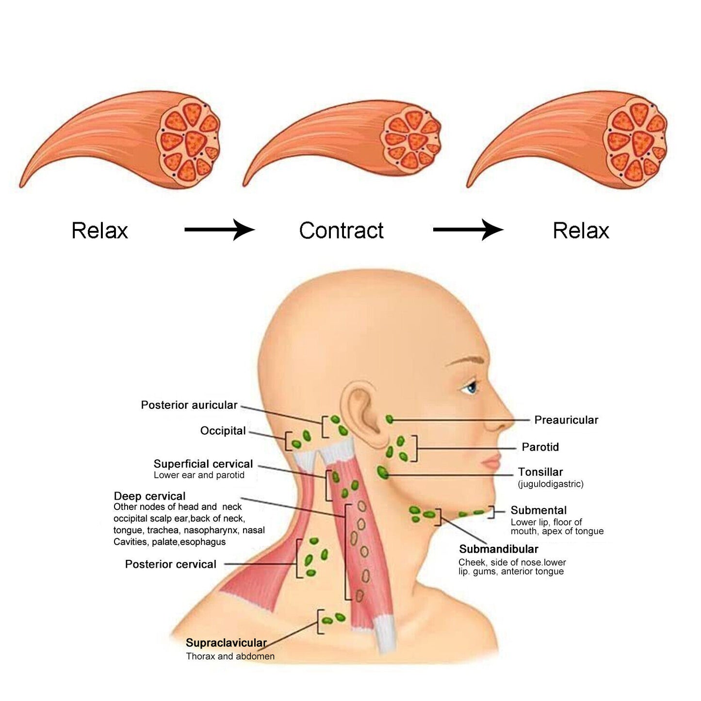 Masajeador eléctrico de pulso para cuello Cervical, cuerpo, hombro, relajación muscular, alivia el dolor